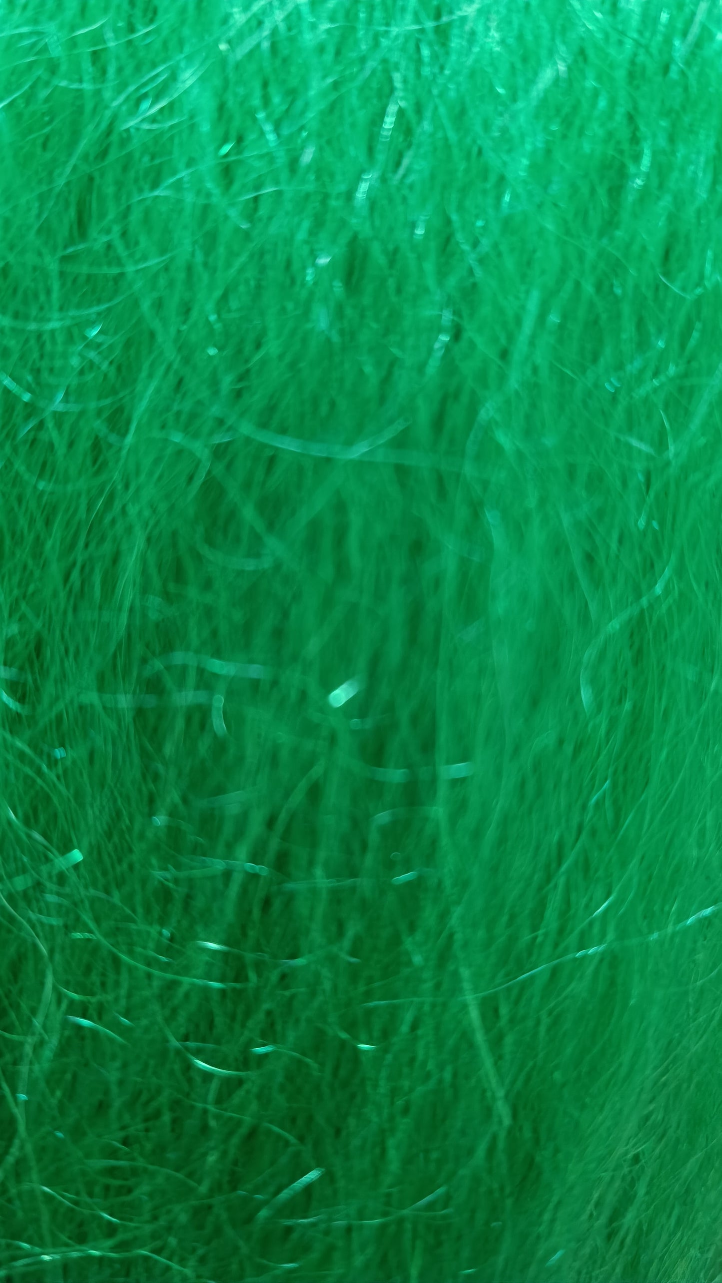 Yak Green #B14